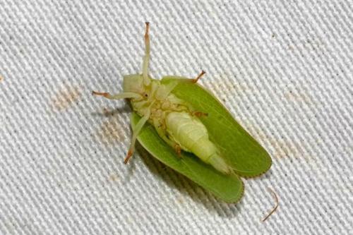 Acanalonia conica